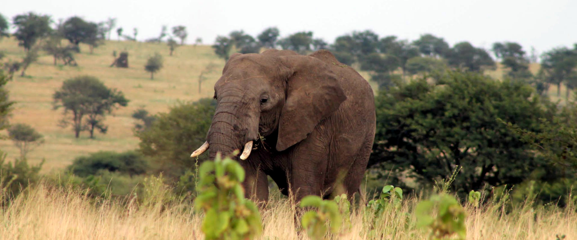 Tarangire National Park