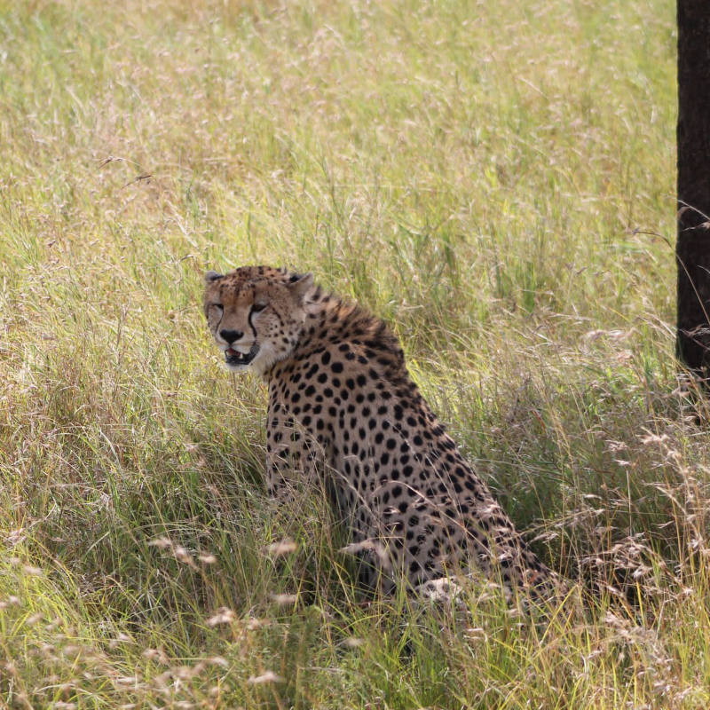 6 Days Luxury Safari