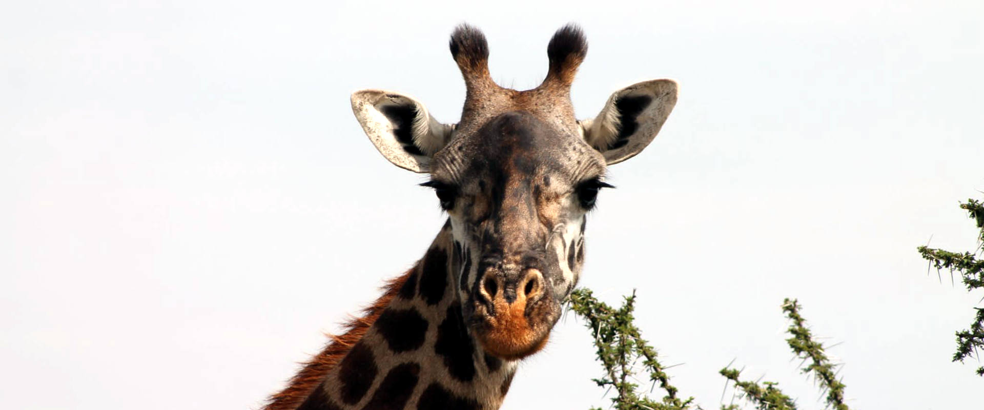 8 Days Ndutu Migration Safari