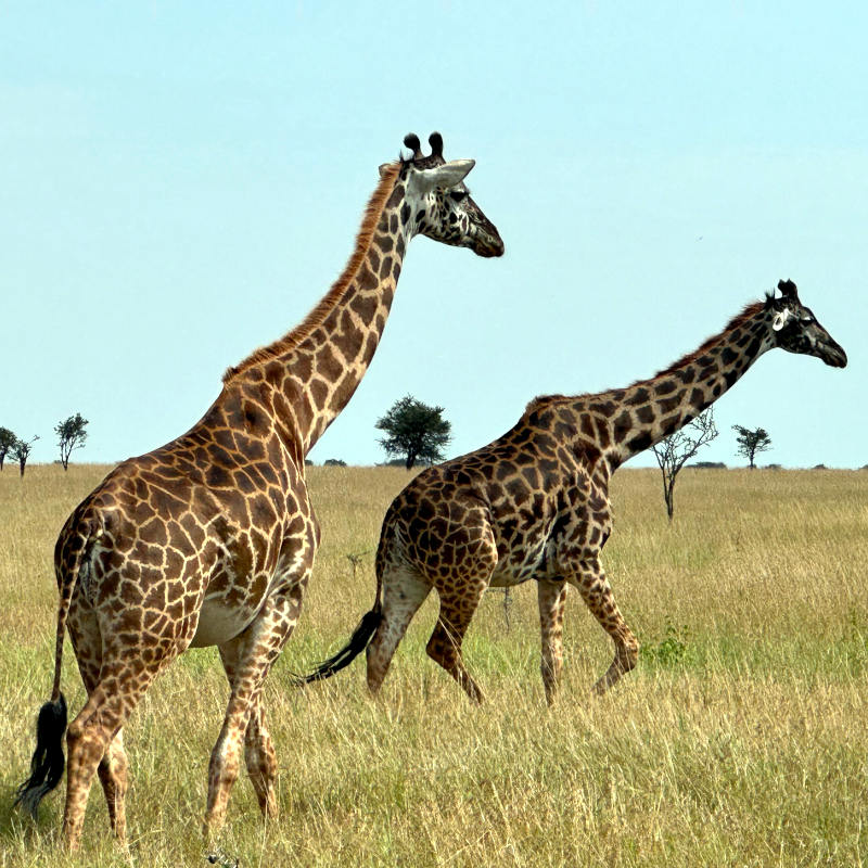 5 Days Camping Safari