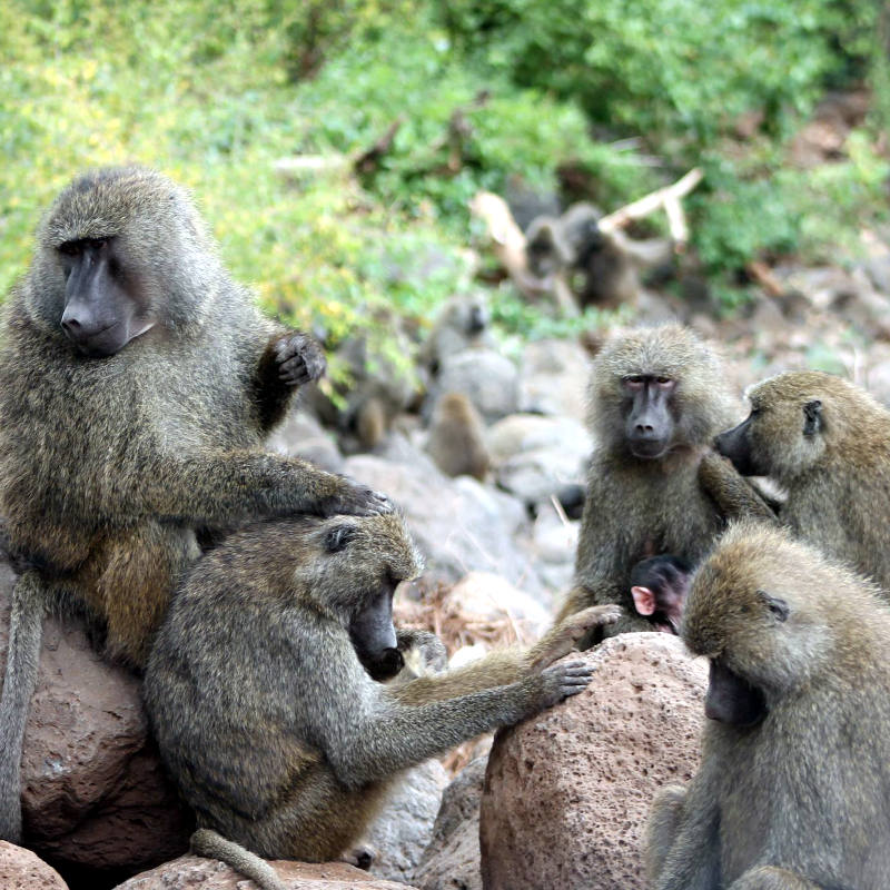 7 Days Camping Safari